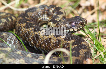 Männlichen europäischen Kreuzotter Aalen auf einem grasbewachsenen Stück Moorland im Peak District National Park England UK Stockfoto