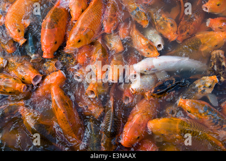 überfüllten Koi-Karpfen im Teich Stockfoto