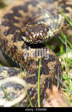 Männlichen europäischen Kreuzotter Aalen auf einem grasbewachsenen Patch auf Moorland im Peak District National Park England UK Stockfoto