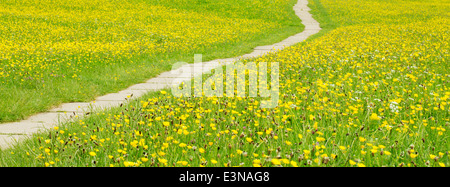 Panorama Bild der Wildblumenwiese an Muker im Swaledale England. Stockfoto