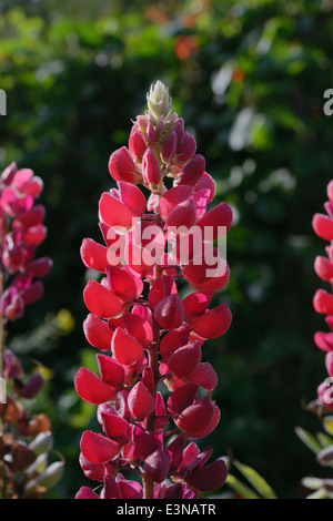 Lupinus, Lupin Blüten im Herbst, Wales, Vereinigtes Königreich. Stockfoto