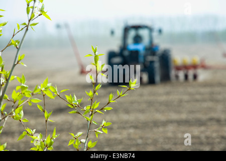Nahaufnahme der Anlage und im Hintergrund Mähdrescher ernten Feld Stockfoto