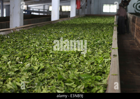 Teeblätter trocknen in Fabrik Stockfoto