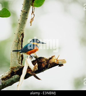 Grün und rufous Kingfisher hocken auf Ast Stockfoto