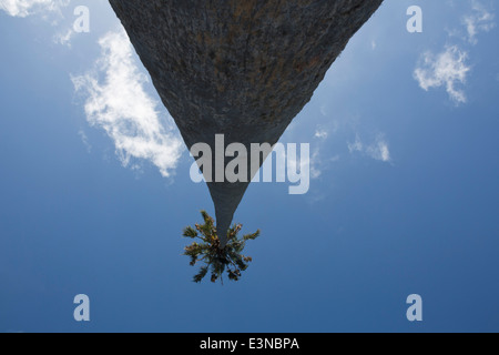 Niedrigen Winkel Ansicht Palme gegen blauen Himmel Stockfoto