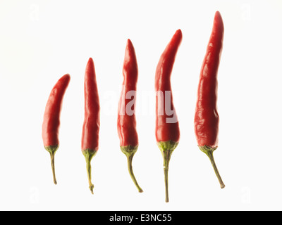 Rote Chilis in der Reihenfolge der Größe auf weißem Hintergrund Stockfoto