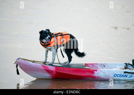 Ein Hund mit einer Schwimmweste auf dem Paddelboot warten auf die Severn Bore am Newnham auf Severn, Gloucestershire UK 2014 Stockfoto