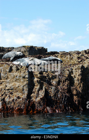 Kegelrobben, sonnen sich auf den Felsen warten Flut sie abheben Stockfoto