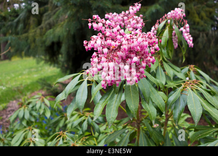 Kleine rosa glockenförmige Blüten Pieris Japonica "Weihnachtsstimmung" (Maiglöckchen Strauch) im Frühjahr in Vancouver. Stockfoto