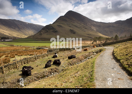 UK, Cumbria, Lake District, Buttermere, Highland Cattle setzte sich warten auf Regen Stockfoto