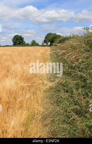 Die Wayfarer Weg Röcke ein Gerstenfeld in der Nähe von Rushmere Farm aus Rushmere Lane, Hambledon, Hampshire, UK Stockfoto