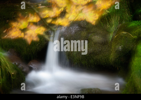 Wasserfall-Filialen mit Herbst Blätter über dem Wasser, mit langsamen Shutterspeed und eine Doppelbelichtung unter Ausschluss der Öffentlichkeit. Stockfoto