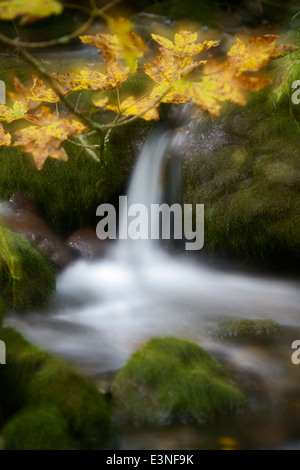 Wasserfall-Filialen mit Herbst Blätter über dem Wasser, mit langsamen Shutterspeed und eine Doppelbelichtung unter Ausschluss der Öffentlichkeit. Stockfoto