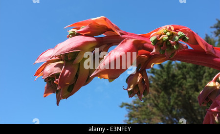 Beschorneria Yuccoides mexikanischen Arten auf den Inseln von Scilly Stockfoto