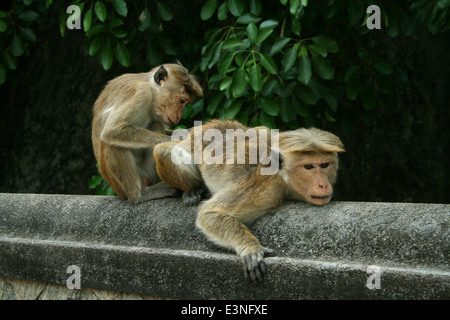 Affen Lausen Sitsch Stockfoto