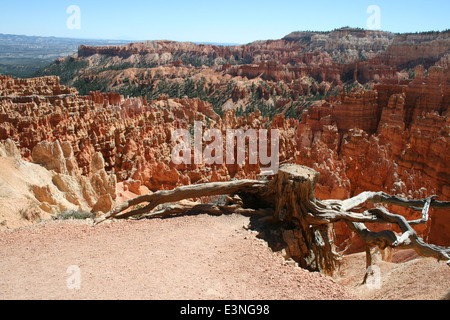 Baum bin Bryce Canyon Stockfoto