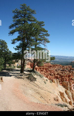 Baum bin Bryce Canyon Stockfoto