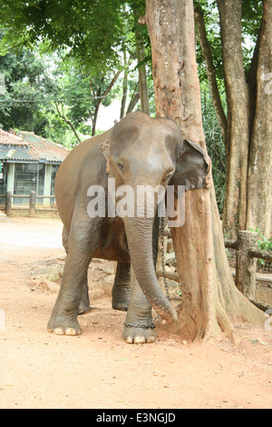 Elefant Kratzt Sich bin Baum Stockfoto