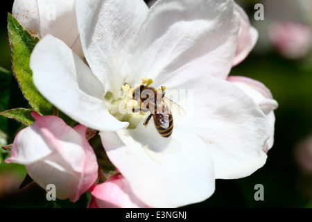 Eine Honigbiene Apis mellifera selbstbefruchtend und Empfangen von Nektar aus einem Apfelbaum Blume im Annapolis Valley von Nova Scotia, Kanada Stockfoto