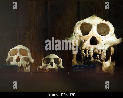 Eine Anzeige in der Grant Museum für Zoologie und vergleichende Anatomie in London Stockfoto