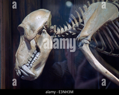 Eine Anzeige in der Grant Museum für Zoologie und vergleichende Anatomie in London Stockfoto