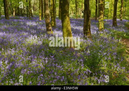 Gefleckte Sonnenlicht auf Glockenblumen in UK Holz zu spielen. Stockfoto