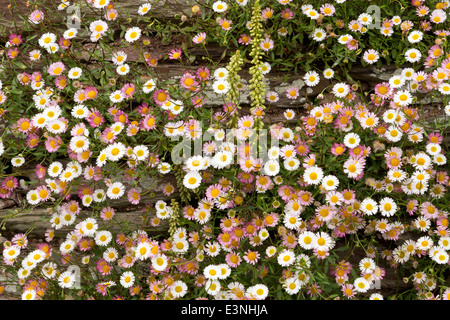 Farbige / bunte Gänseblümchen wachsen auf einer Steinmauer. Stockfoto