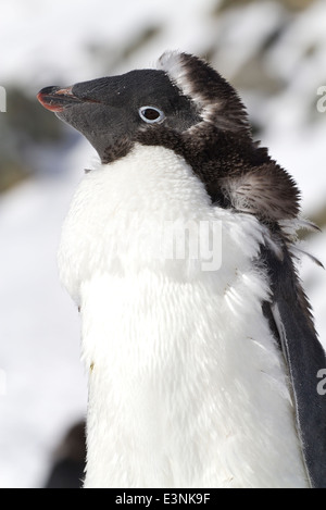 Porträt von Adelie-Pinguine häuten sich Erwachsene sonnigen Herbsttag Stockfoto