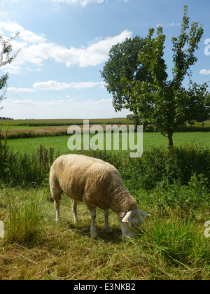 Schaf Frisst Gras Stockfoto