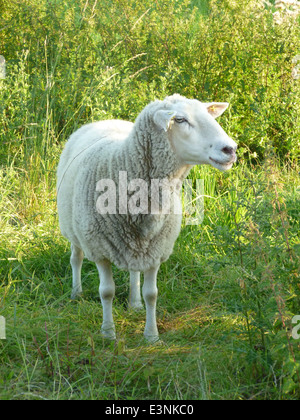Schaf Auf der Wiese Stockfoto