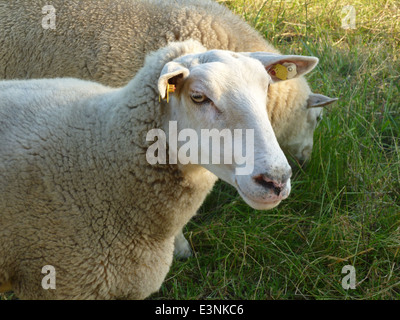 Schaf Auf der Wiese Stockfoto