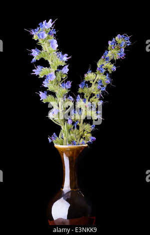 Blueweed Blumen in einer Vase auf isoliert auf schwarzem Hintergrund Stockfoto