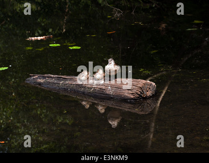 Eine wilde weibliche Brautente (Aix Sponsa) ruht auf einem schwimmenden Baumstamm mit ihren Entenküken. Stockfoto