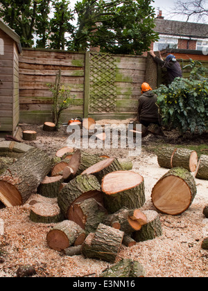 Gartenpflege, Baum Chirurgen Fällen Baumes im Garten, Stockfoto
