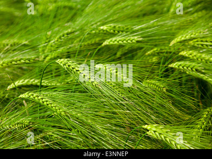 Grünen Weizen Pflanze Detail Hintergrund Stockfoto