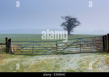 Hof und ein Baum und ein leeres Feld an einem nebligen, frostigen Morgen. Shropshire, England. Stockfoto