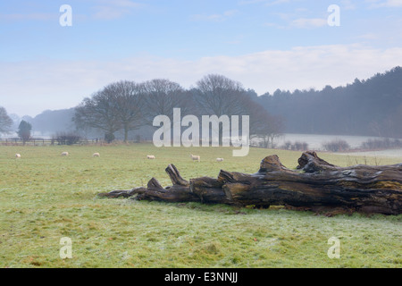 Ein umgestürzter Baum, weidenden Schafe Bäume und Zäune auf einem frostigen Nebel Feld. Shropshire, England Stockfoto