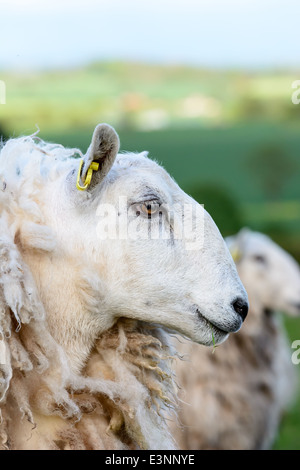 Ein Profil Seite Ansicht Porträt einer wolligen Schafe. Shropshire, England. Stockfoto