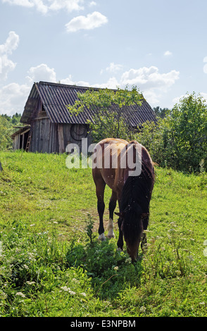 Klassische Heuernte in Belarus-Dorf. Pferd für den Transport von Heu auf den Wagen. Stockfoto