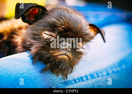 Schwarzer Hund Griffon Bruxellois (Brüsseler Griffon, Griffon Belge) Großaufnahme auf Womans Schoß schlafen Stockfoto