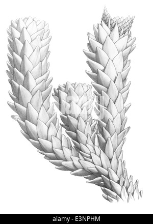 Araucaria muelleri, auch bekannt als Mueller's Affenpuzzle Tree, ist eine immergrüne Nadelbäume aus Chile. Er ist bekannt für seine einzigartigen, stacheligen Blätter und großen, symmetrischen Kegel. Stockfoto