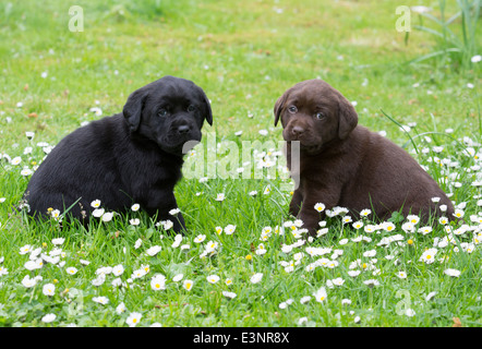 Schwarz und chocolate Labrador Retriever Welpen Stockfoto