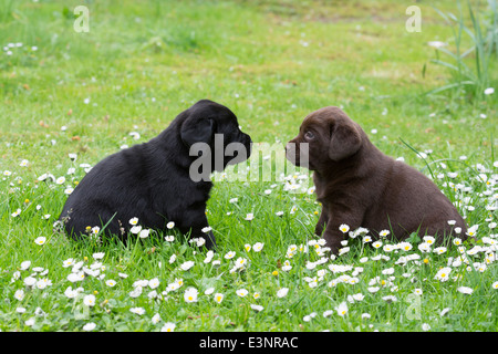 Schwarz und chocolate Labrador Retriever Welpen Stockfoto