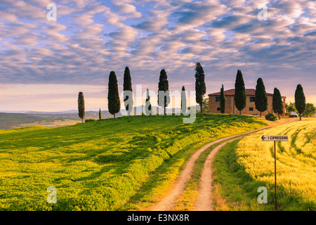 Podere I Cipressini mit den berühmten Zypressen im Herzen der Toskana, in der Nähe von Pienza, Italien Stockfoto