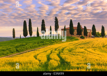 Podere I Cipressini mit den berühmten Zypressen im Herzen der Toskana, in der Nähe von Pienza, Italien Stockfoto