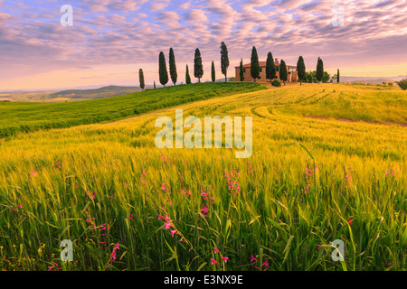 Podere I Cipressini mit den berühmten Zypressen im Herzen der Toskana, in der Nähe von Pienza, Italien Stockfoto