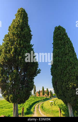 Podere I Cipressini mit den berühmten Zypressen im Herzen der Toskana, in der Nähe von Pienza, Italien Stockfoto