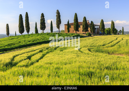 Podere I Cipressini mit den berühmten Zypressen im Herzen der Toskana, in der Nähe von Pienza, Italien Stockfoto