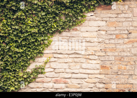 Ivy Reben Klettern auf alte, rustikale Steinmauer. Stockfoto