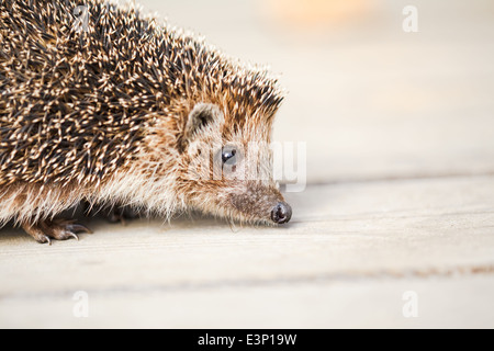 Igel auf Holzboden Stockfoto